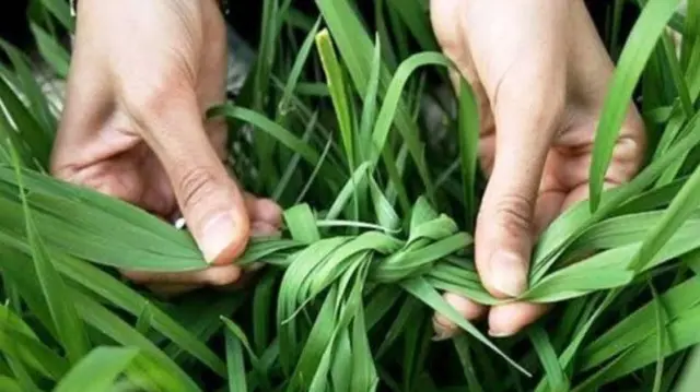 گره زدن سبزه، نماد پیوند با طبیعت و امید به روزهای روشن است