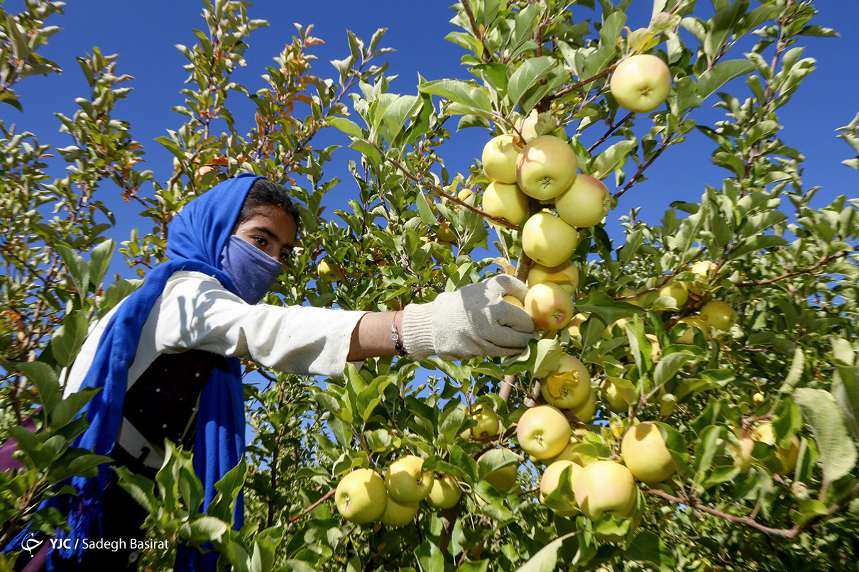 برداشت سیب در شهرستان سمیرم 